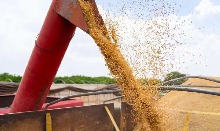 Roraima projeta aumento de 9,4% na área plantada de soja em 2026