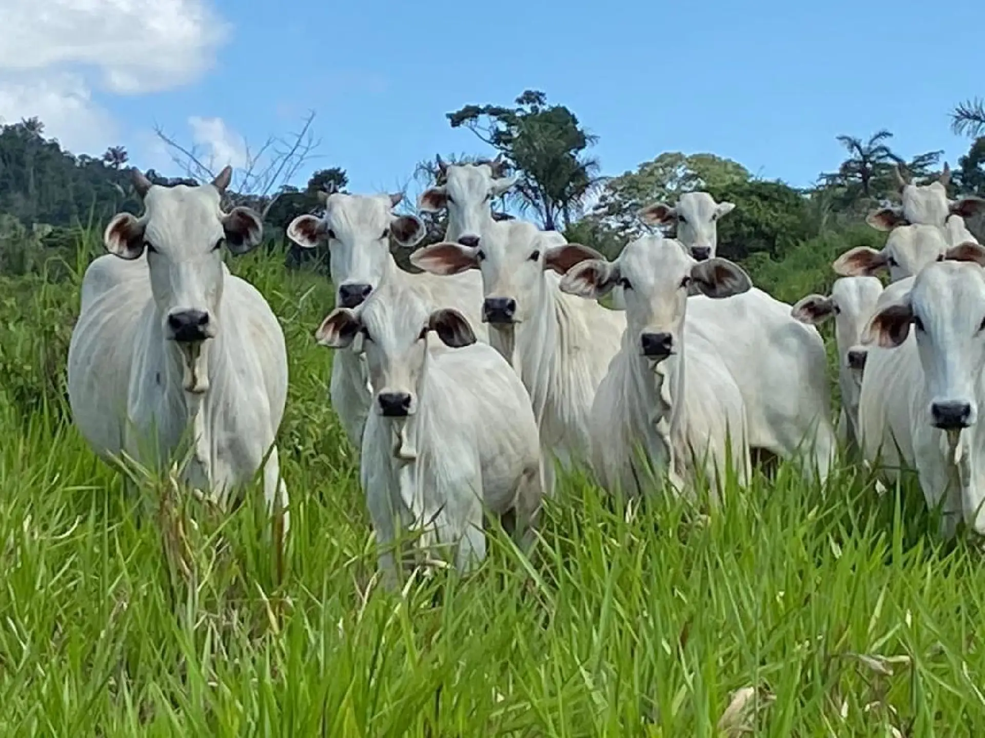 Roraima registra aumento de 231% na exportação de bovinos em 2025