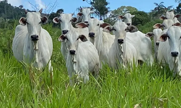 Roraima registra aumento de 231% na exportação de bovinos em 2025