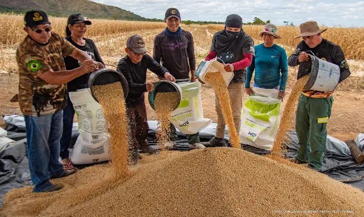 Safra de milho começa em comunidades indígenas de Boa Vista