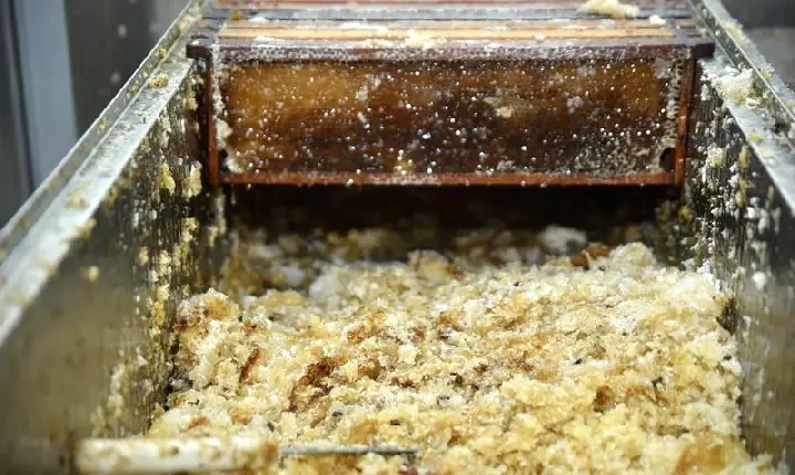 Seadi abre inscrições para qualificação sobre manejo de abelhas sem ferrão em Roraima