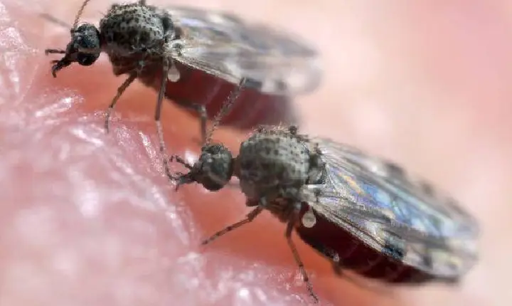 Sesau alerta para avanço da febre do Oropouche durante período chuvoso em Roraima