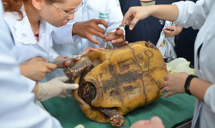 UFRR abre inscrições para vagas de Residência em Medicina Veterinária