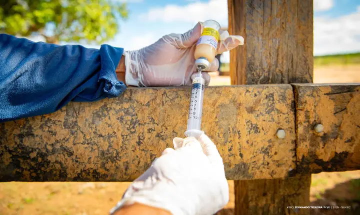 Vacinação contra brucelose começa em comunidades indígenas de Boa Vista