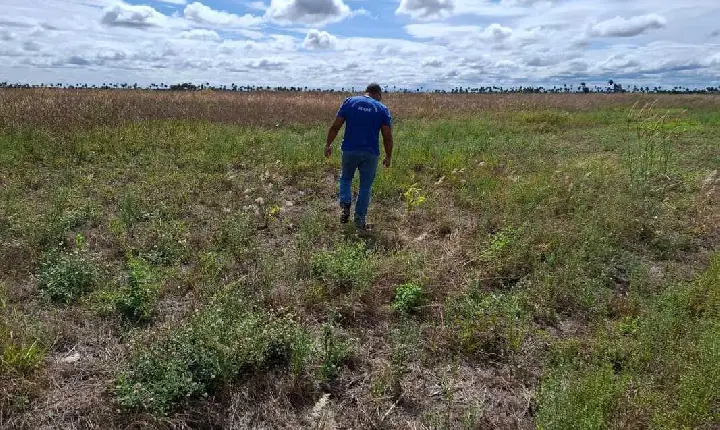 Vazio sanitário da soja está em vigor em Roraima até 18 de março