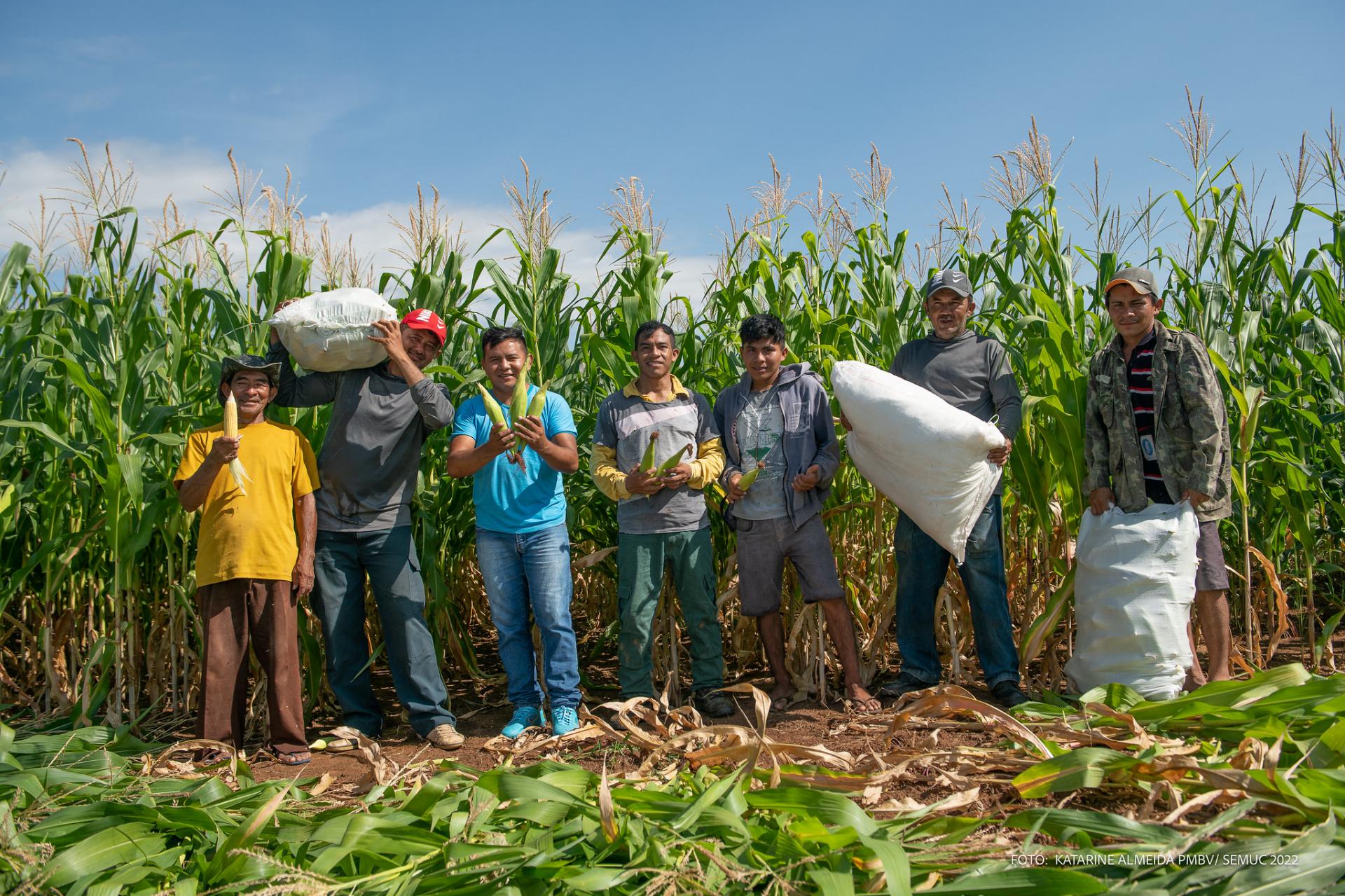 Produtores da Comunidade Serra da Moça iniciam colheita de dez hectares de milho verde