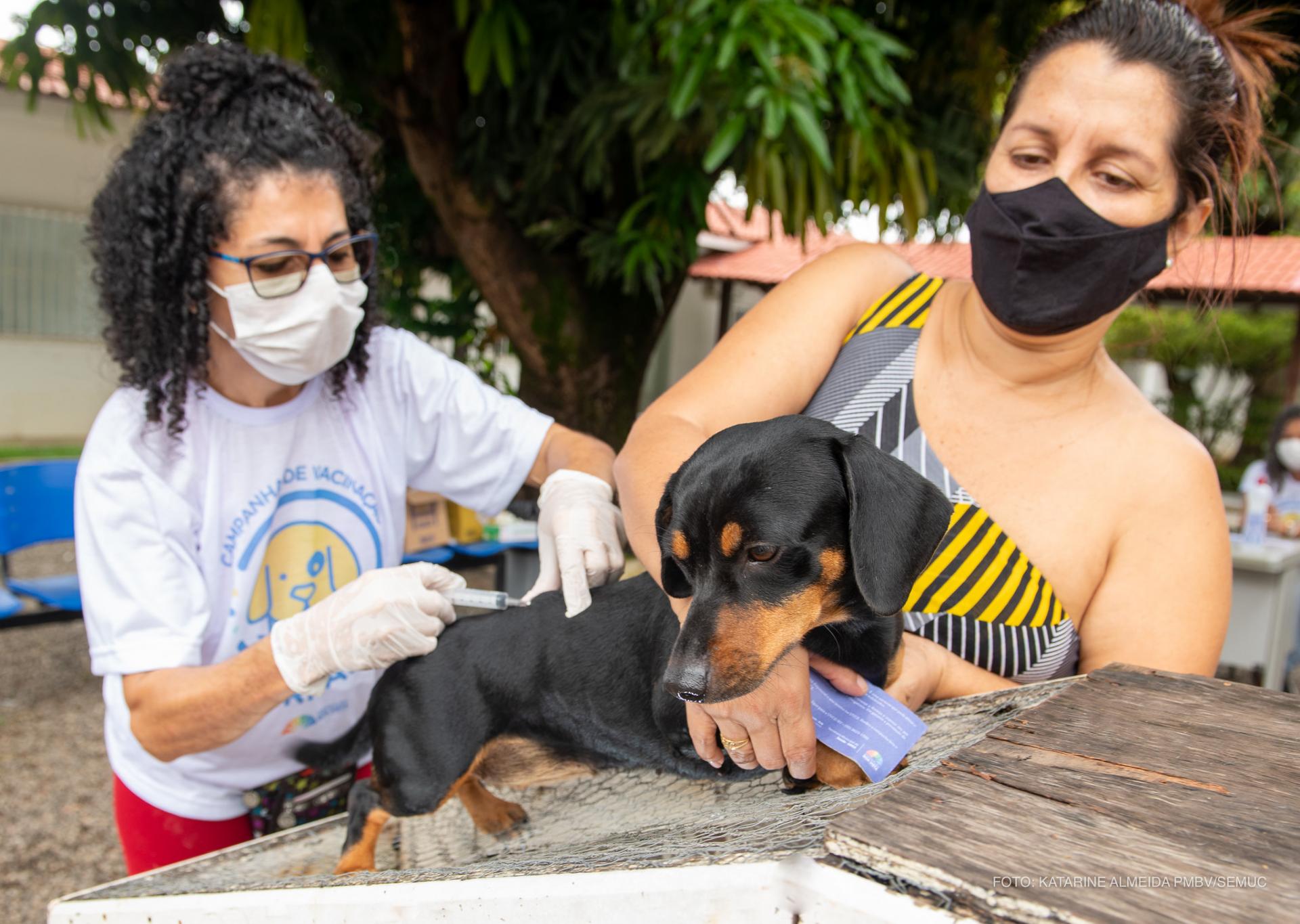 Mais de 3 mil animais foram imunizados na área rural de Boa Vista