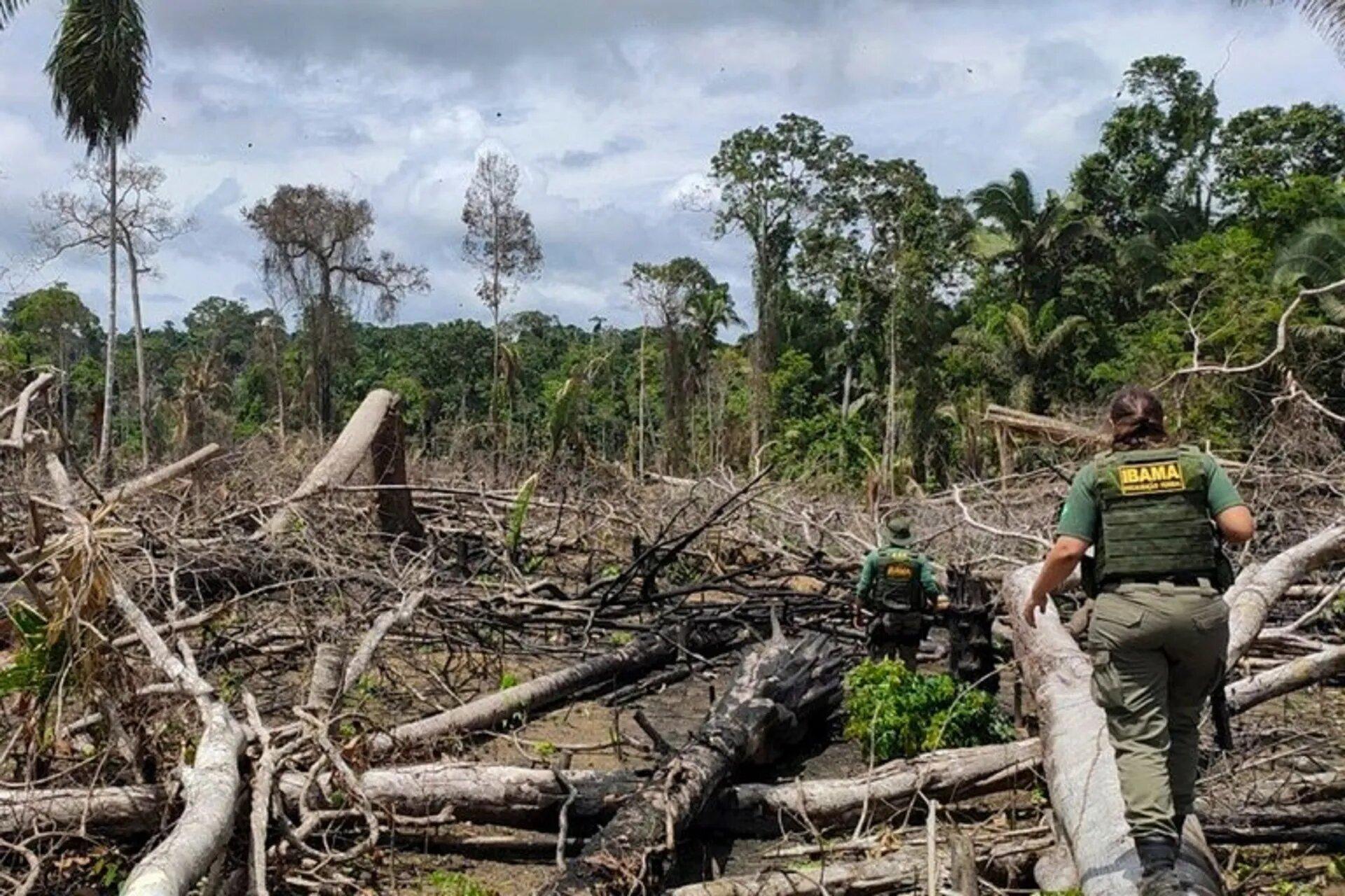 Estudo detalha avanço de desmatadores sobre TIs com povos isolados na Amazônia