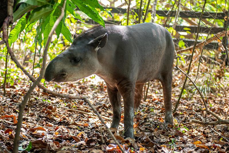 Bosque dos Papagaios recebe uma anta em um espaço adaptado para sua moradia