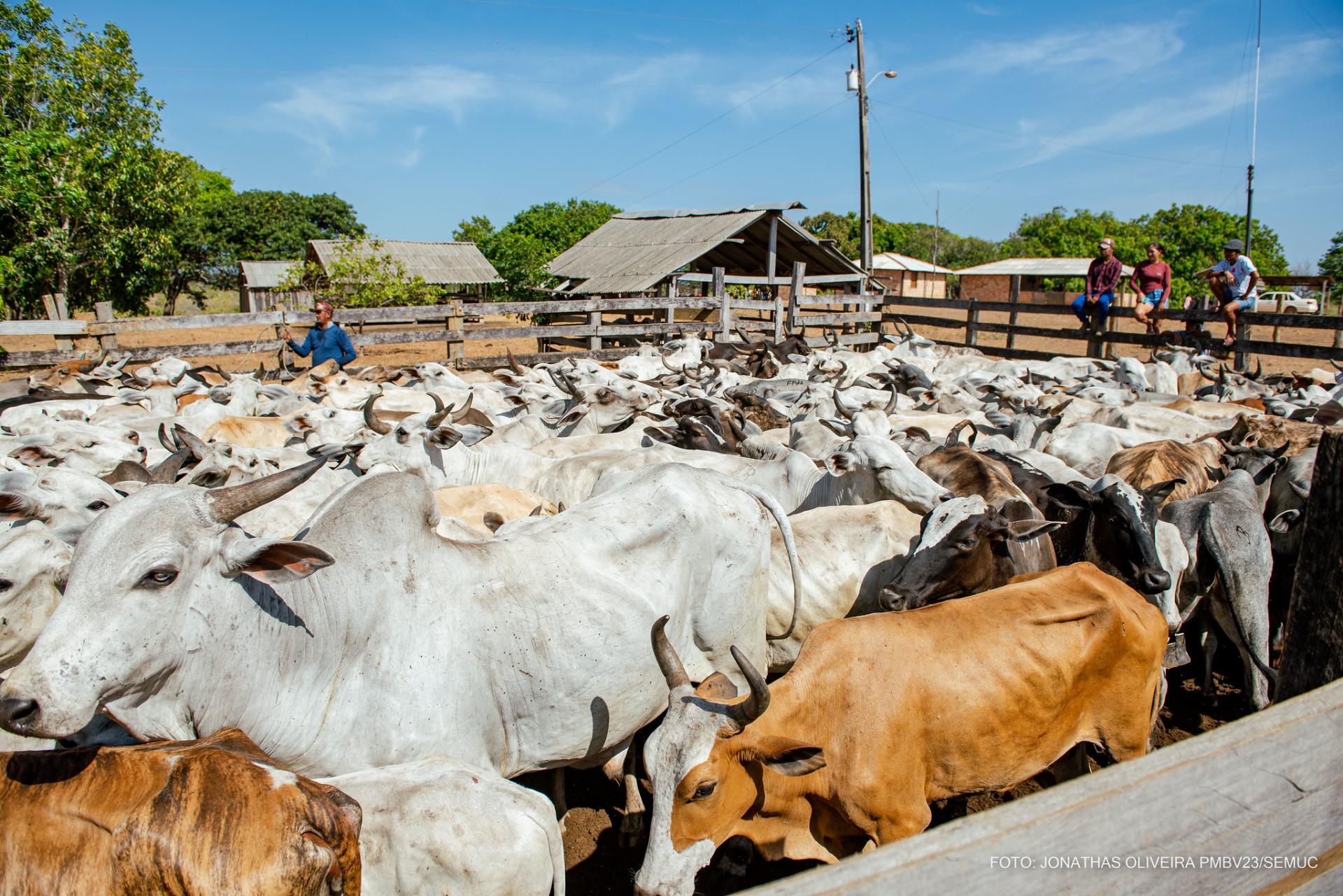 Comunidade indígena Truaru da Cabeceira recebe 1a etapa de vacinação em Boa Vista