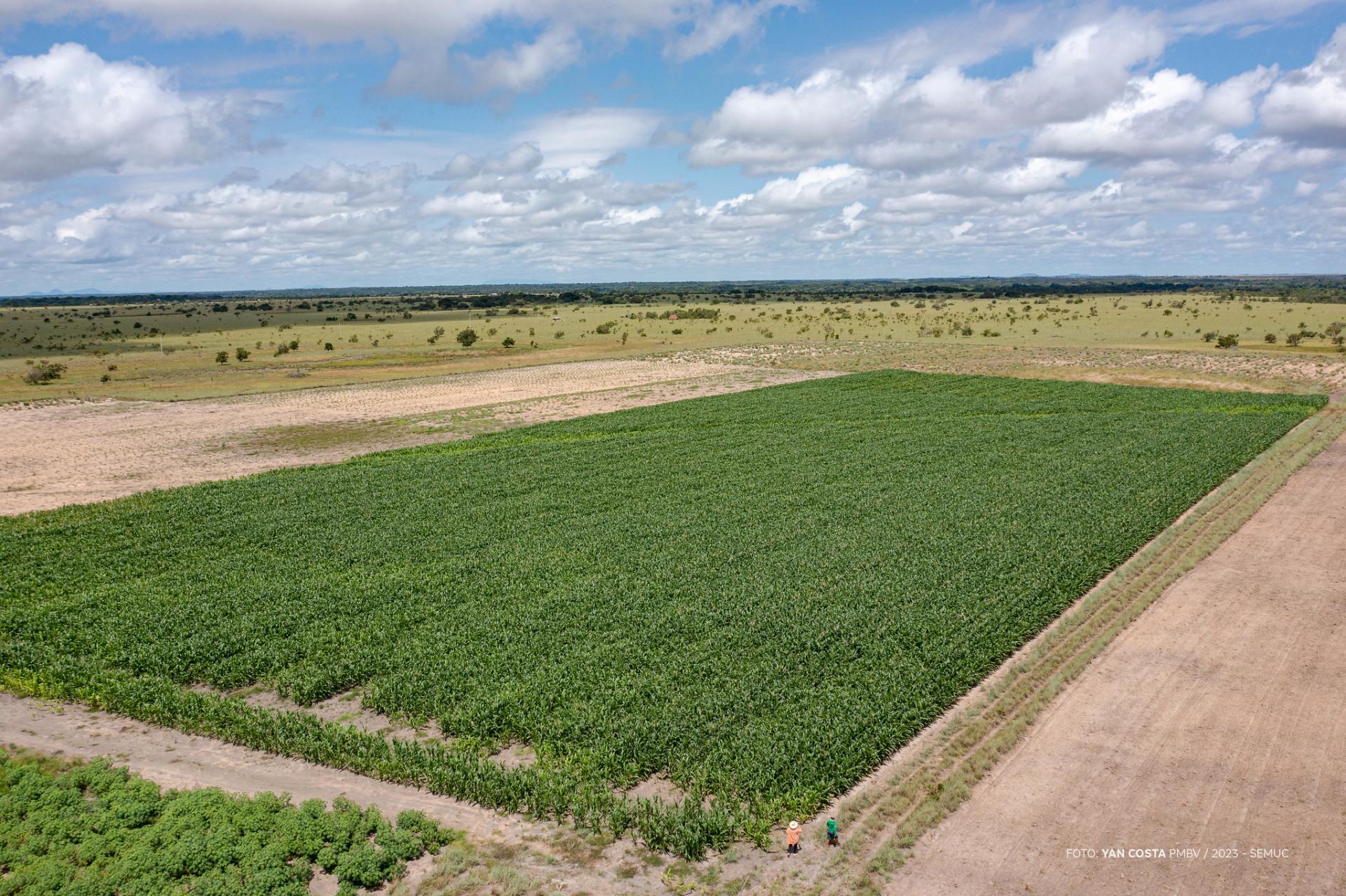 Comunidades indígenas de Boa Vista se destacam com plantio de 40 hectares de milho nesta safra 2023