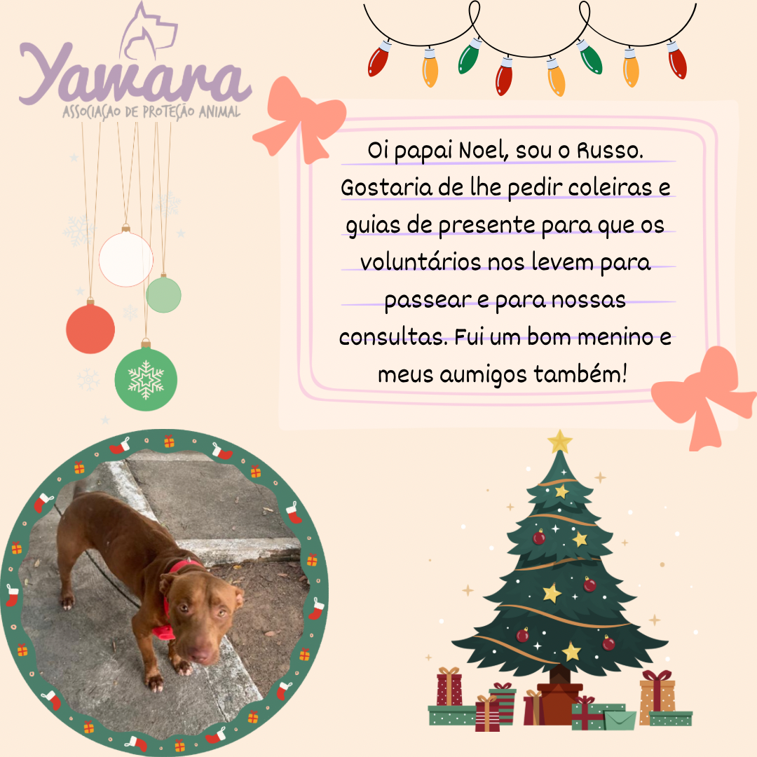 “Querido Papai Noel”: Yawara faz campanha com cartinhas de cachorros resgatados para doações, em Boa Vista