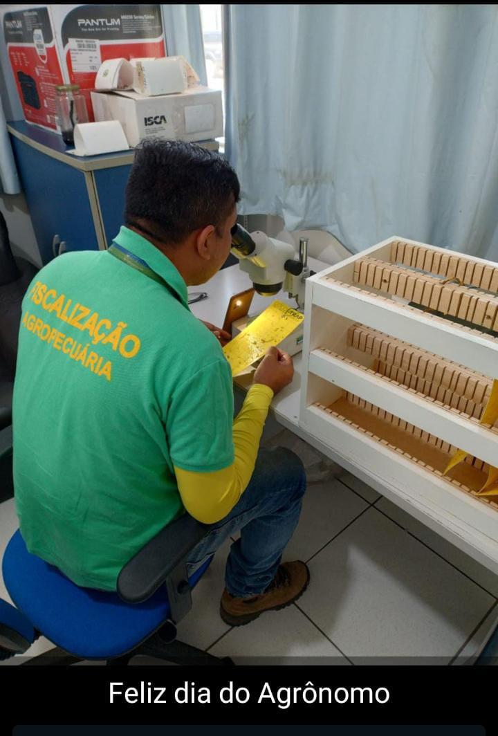 Aderr descarta presença da praga huanglongbing em Roraima, doença que ataca os citros