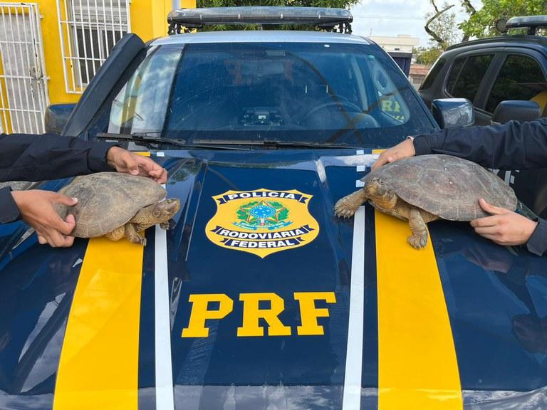 PRF realiza Operação contra Crimes Ambientais em Roraima