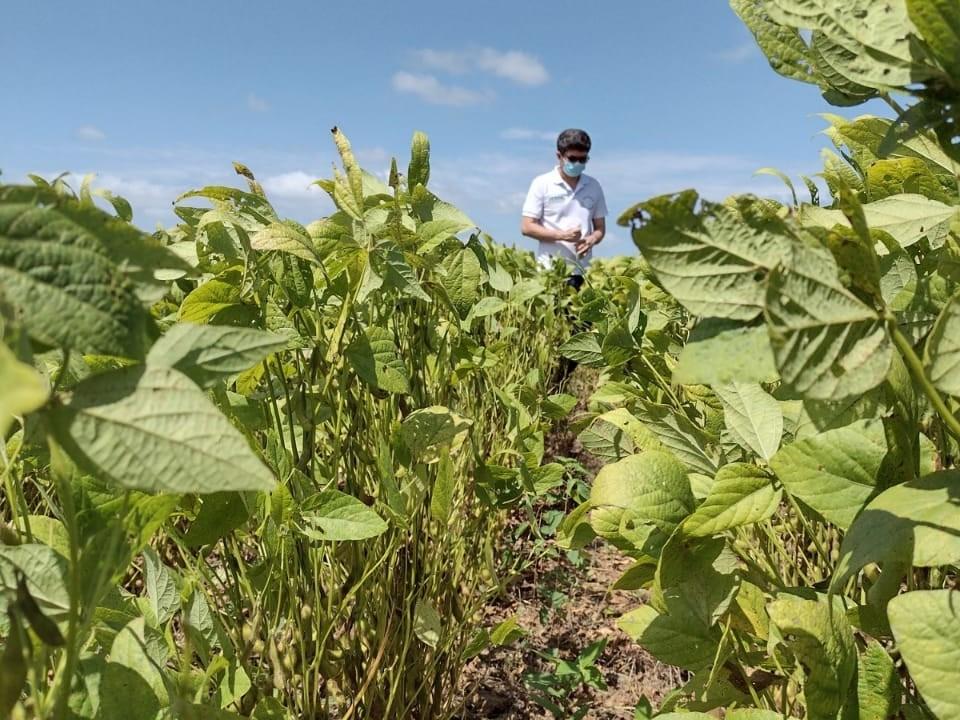 Está encerrado o vazio sanitário para o plantio de soja em Roraima