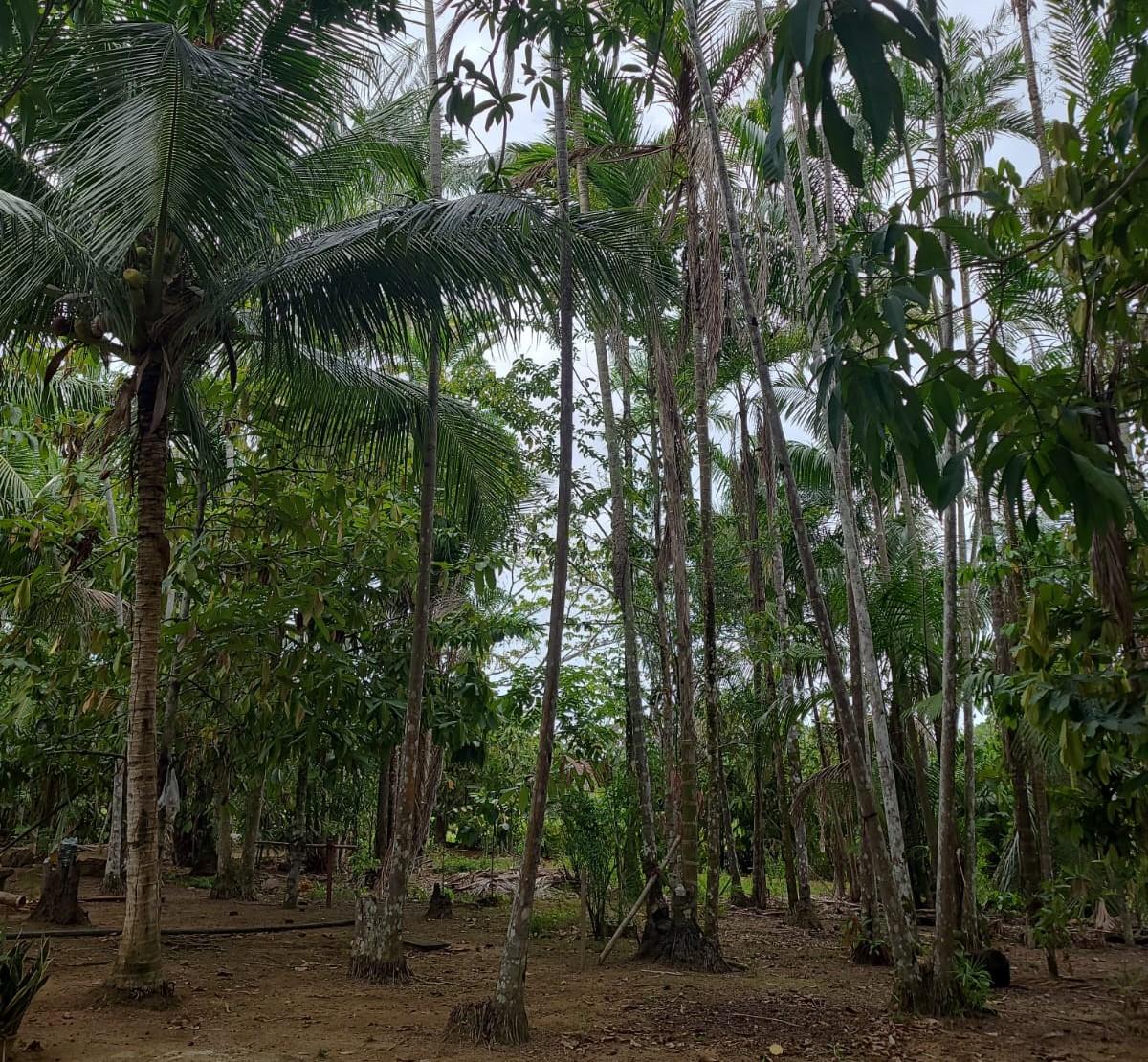 Seadi articula programa estratégico de desenvolvimento da açaicultura em Roraima