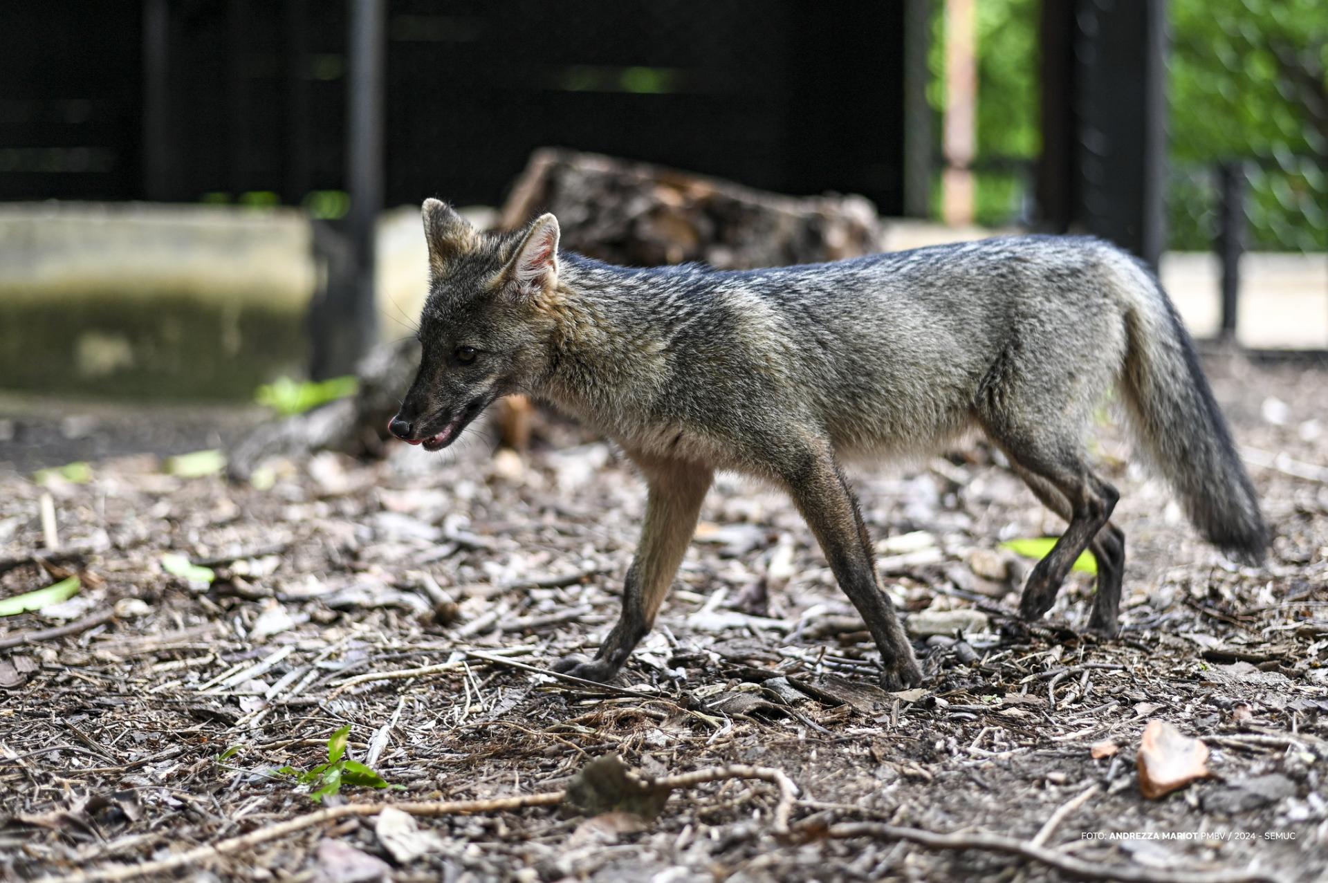 Raposinha macho ganha segunda chance no Bosque dos Papagaios