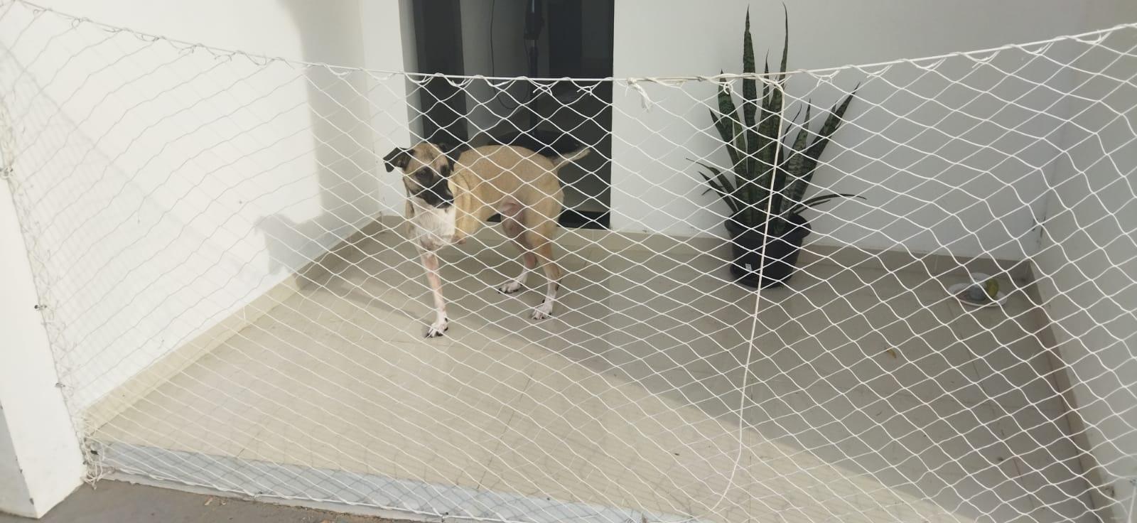 Defensoria Pública explica que proibir pets em imóveis alugados é ilegal