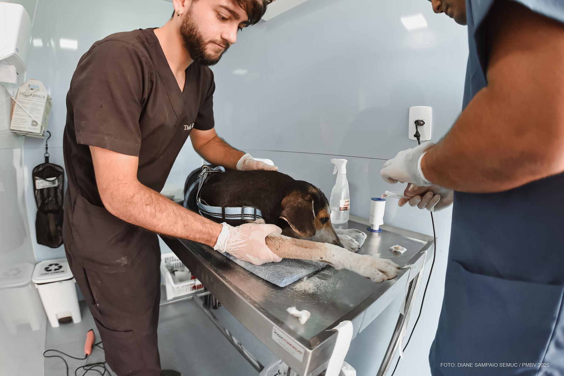Edital de credenciamento voltado ao tratamento de cães abandonados é aberto