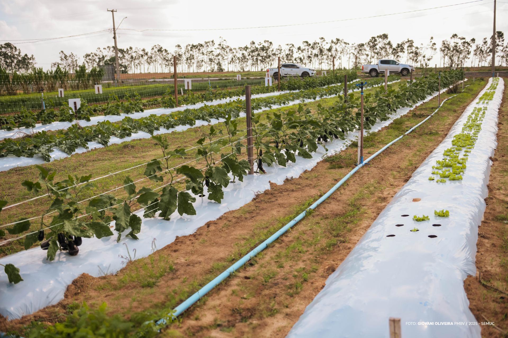 Dia de Campo em Hortifrúti começa nesta sexta-feira, 28