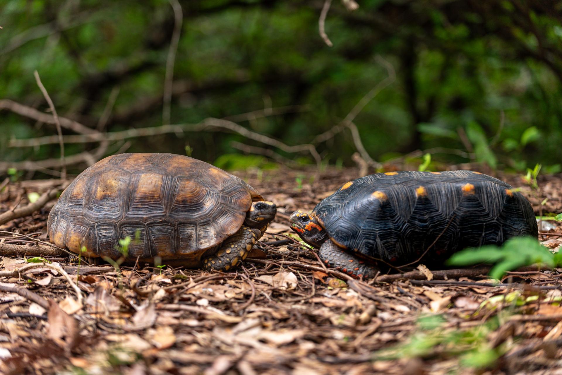 No Bosque dos Papagaios, jabutis vivem livres e protegidos pela natureza