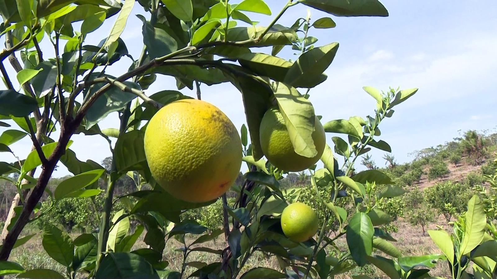 Roraima é liberado pelo Ministério da Agricultura e voltará a exportar frutas