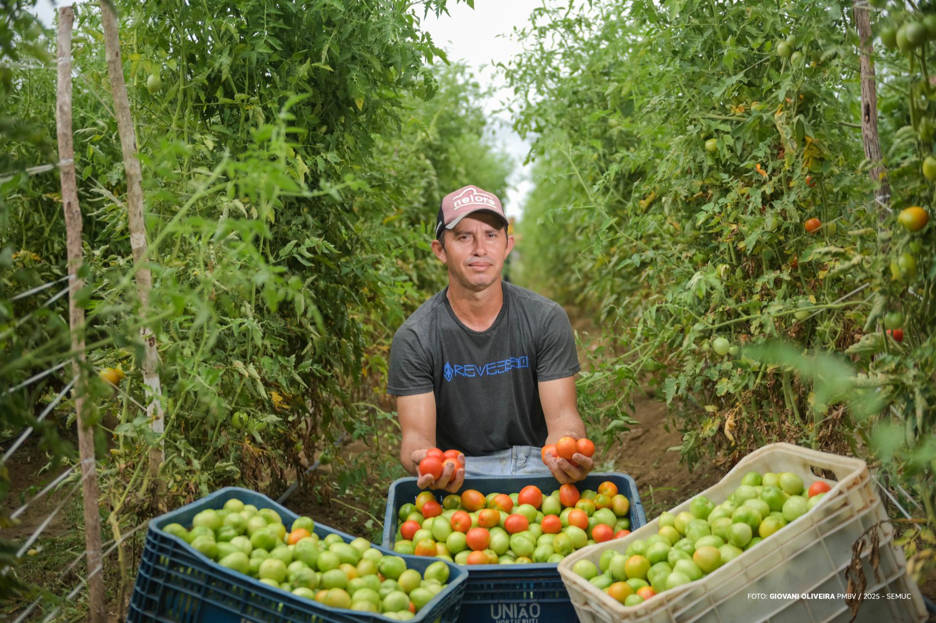 Produção de tomates impulsiona renda e sustentabilidade em comunidade indígena de Boa Vista