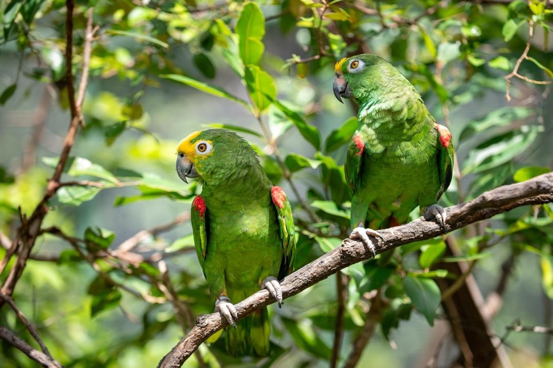 Bosque dos Papagaios segue em manutenção