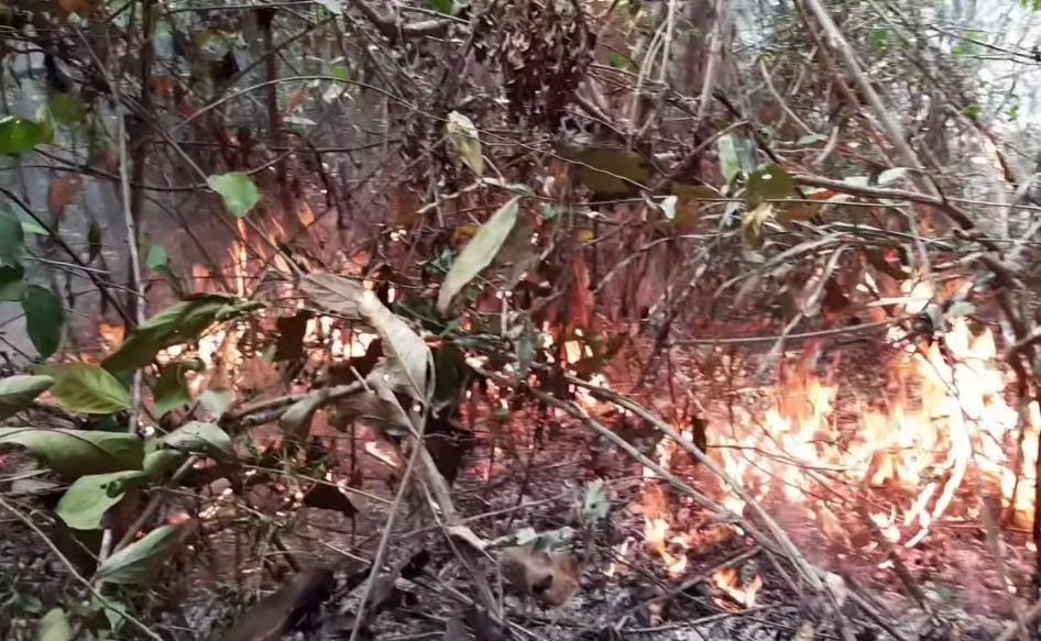 Após incêndios, indígenas de Roraima se organizam para enfrentar seca