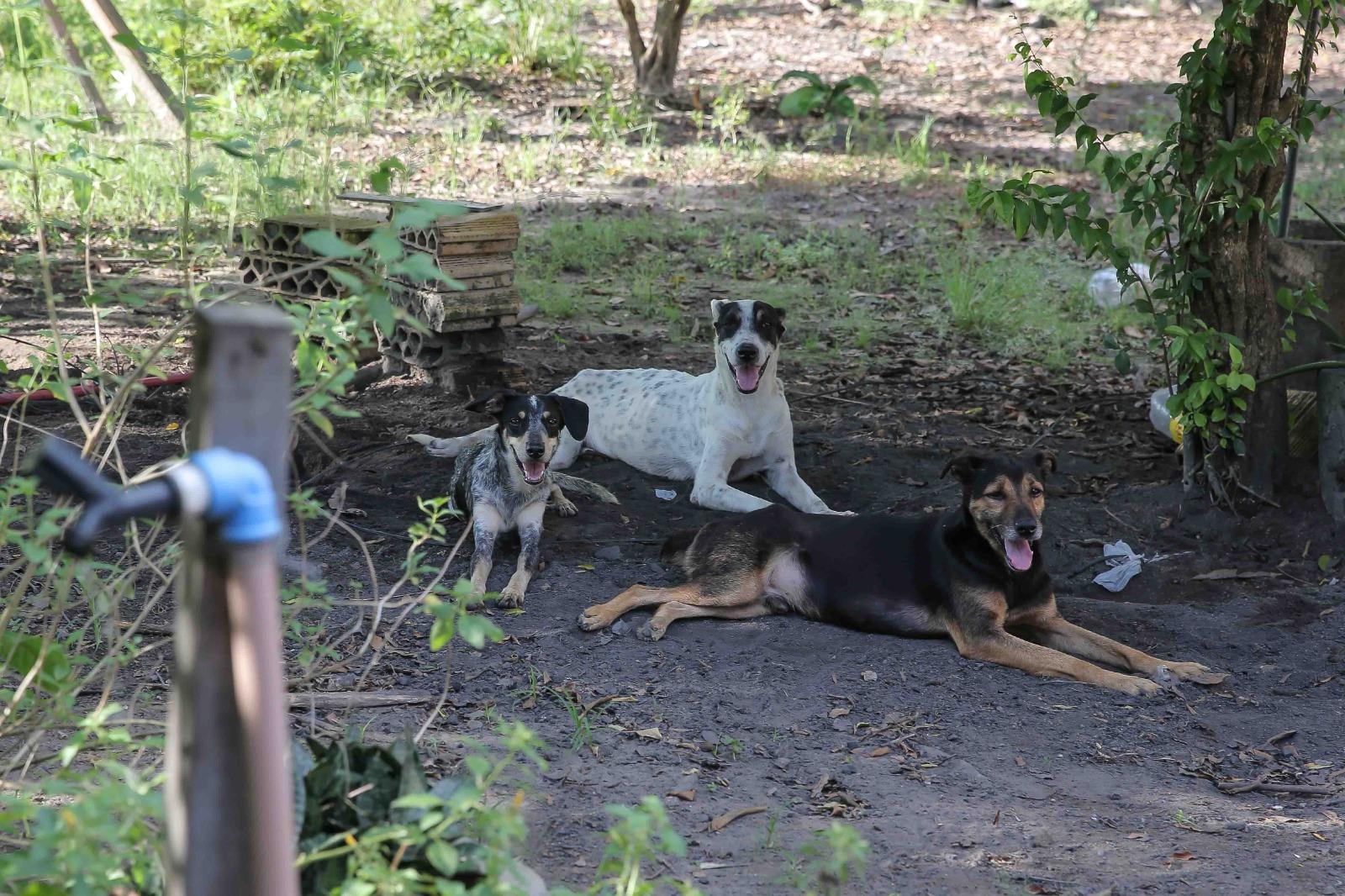 Presidente da comissão de defesa animal pede que a população faça adoções de animais
