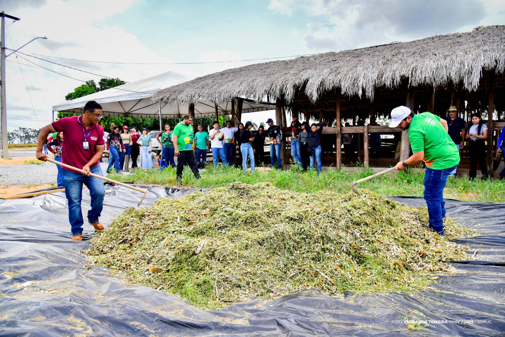 Em Dia de Campo, girassóis do CDT passam por silagem e alimentam animais