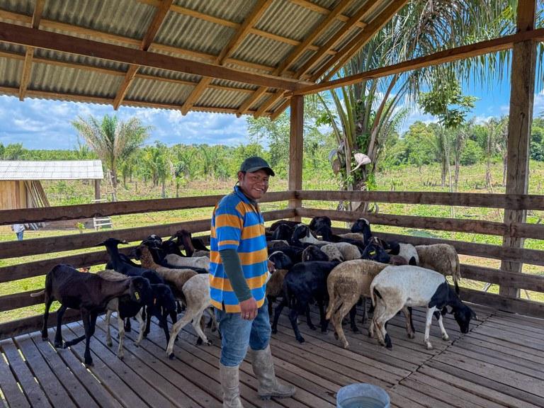 Funai fortalece comunidades indígenas de Roraima com 99 ovinos