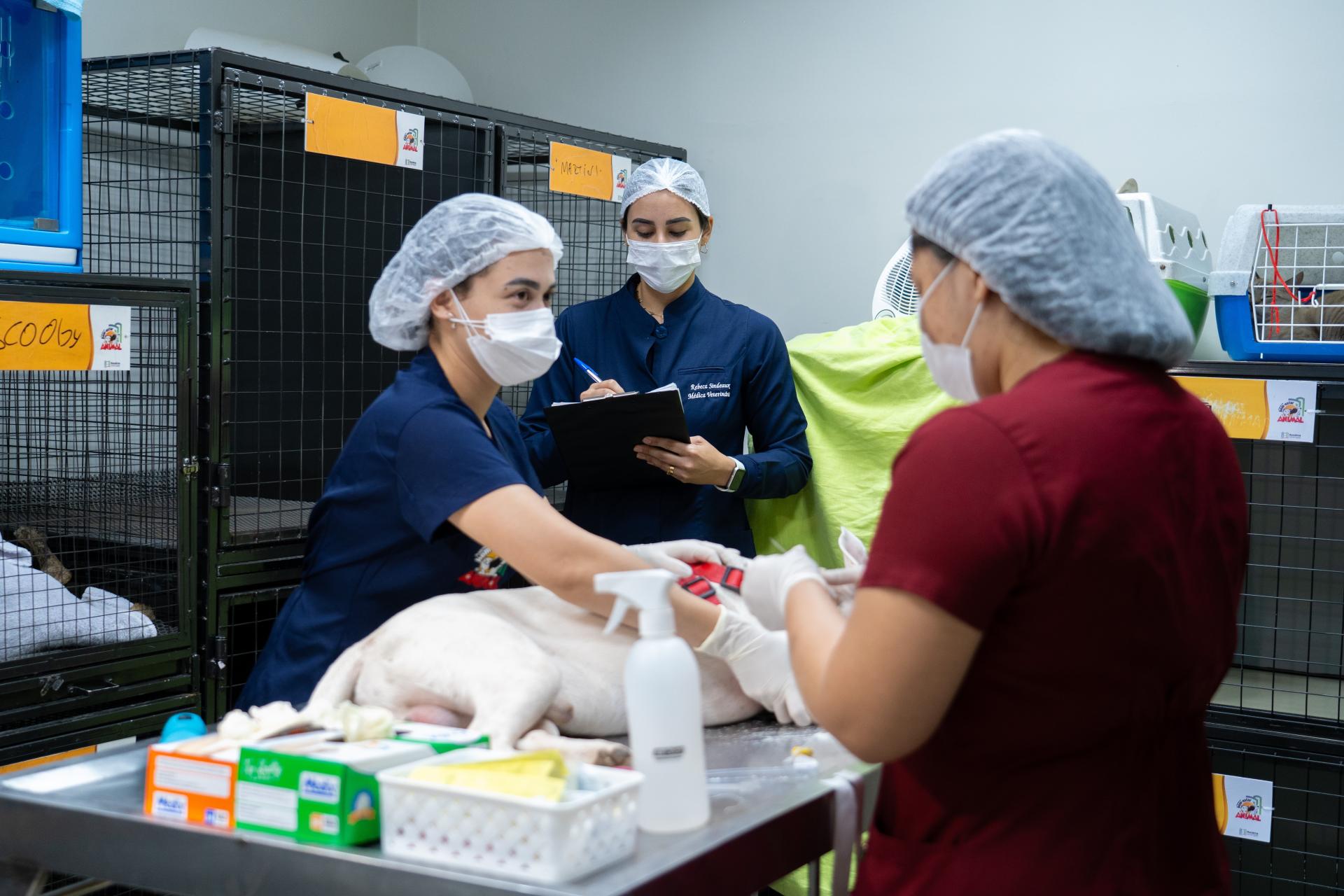 Programa da ALERR oferece castração e microchipagens gratuitas