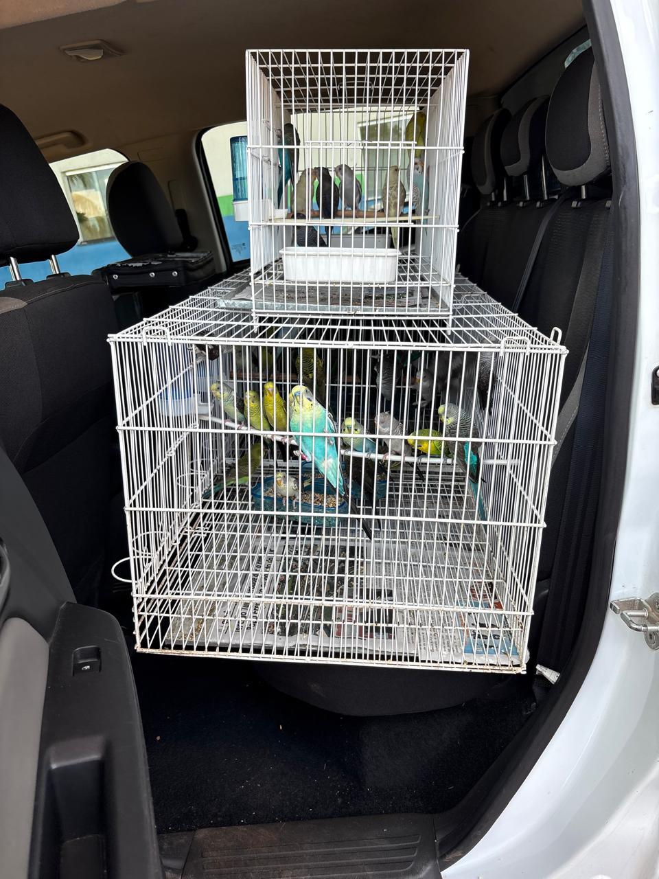 Transporte irregular de 41 aves é flagrado em ação da Aderr no sul de Roraima