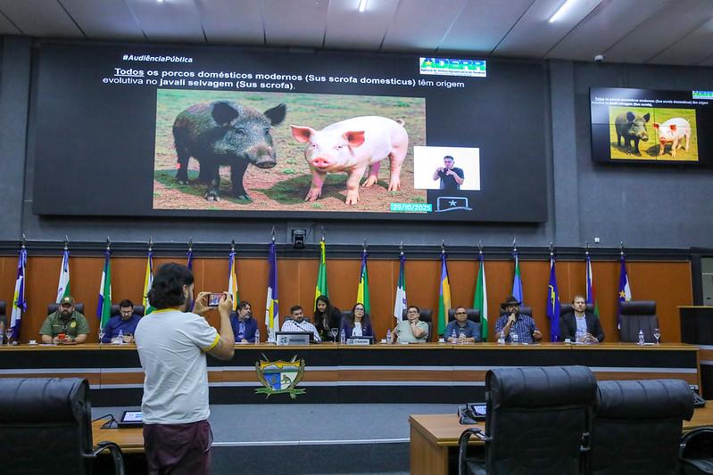 Audiência discute impactos do javali e propõe elaboração de projeto