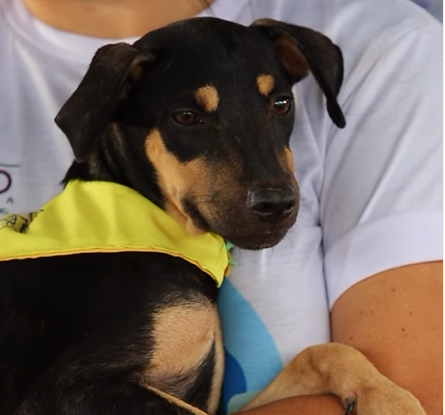 Feira de adoção pet da Operação Acolhida oferece chance de novo lar para cães em Boa Vista
