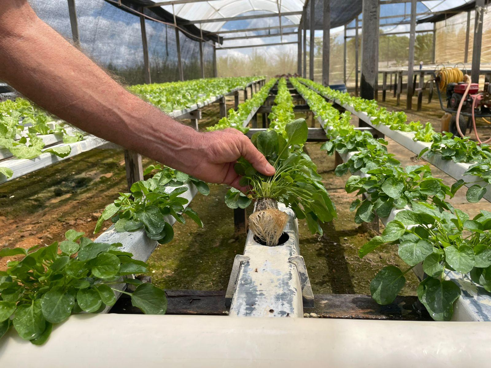 Clorofila: o verde que dá vida e inspira sustentabilidade no campo roraimense