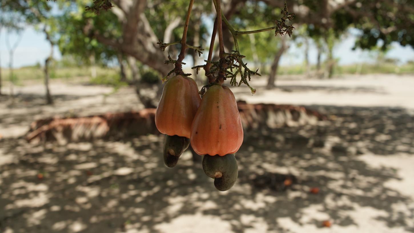 Futuro do caju em pauta: Assembleia realiza audiência pública nesta quinta (27)
