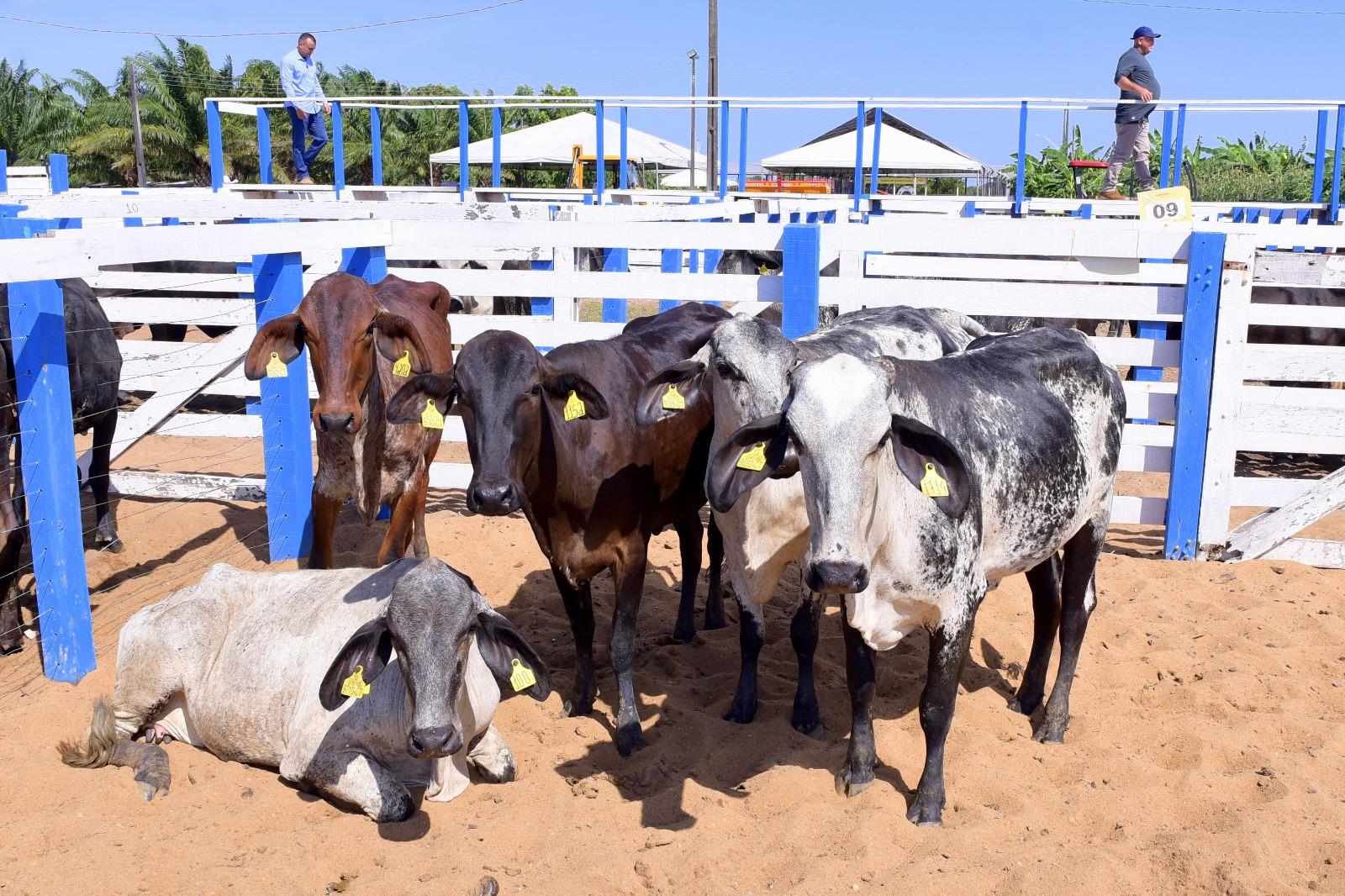 Governo de Roraima fortalece agricultura familiar com entrega de 110 novas matrizes leiteiras