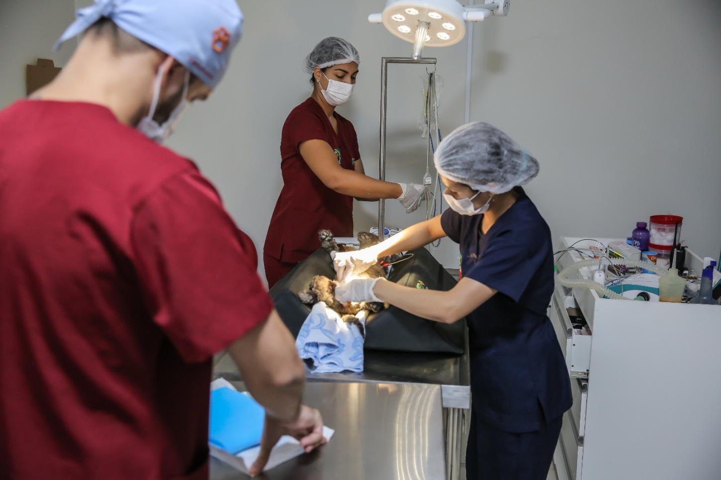 Programa de Bem-Estar Animal atinge marca de 10 mil atendimentos gratuitos em Roraima