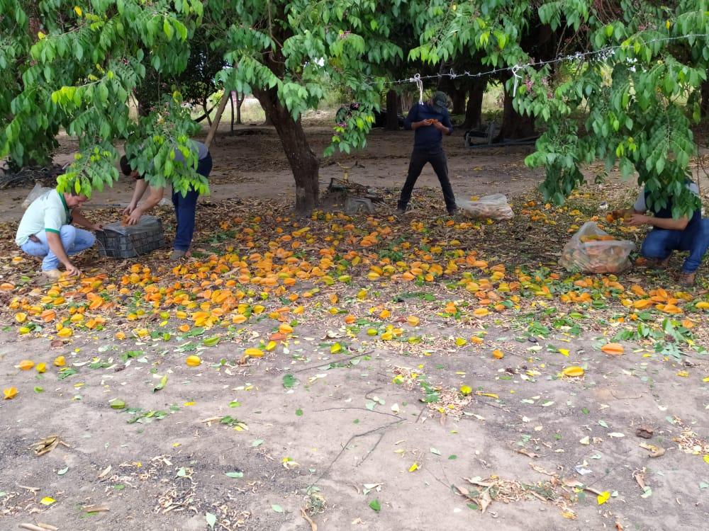 Governo inicia força-tarefa para conter mosca-da-carambola em Boa Vista