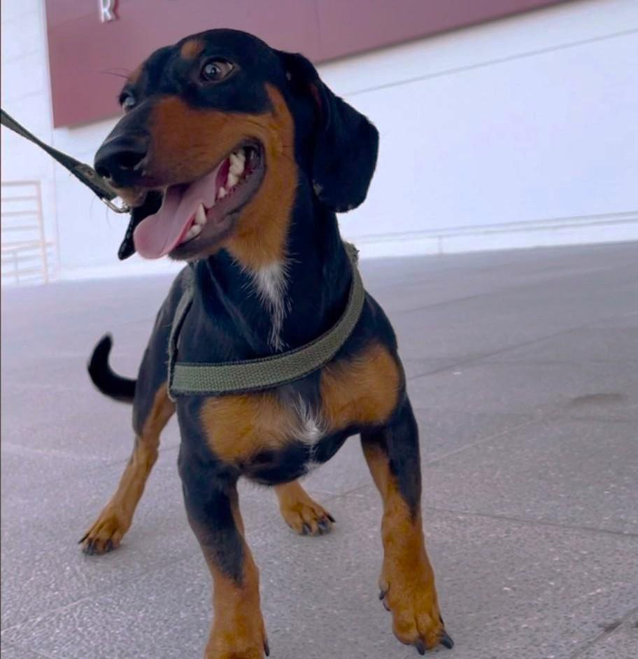 Encontro de 'cãezinhos salsichas' reúne amantes da raça em Shopping de Boa Vista neste domingo