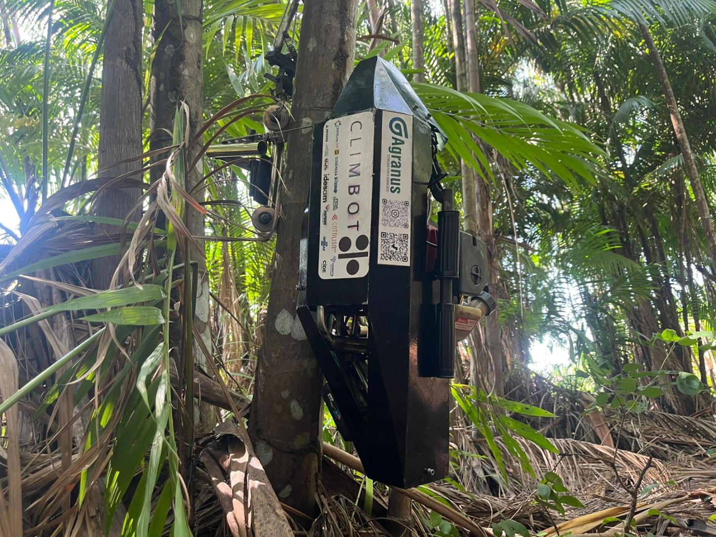 Rob&ocirc; desenvolvido em Roraima realiza a colheita do a&ccedil;a&iacute; sem necessidade de escalada humana. Foto: Luana de Oliveira