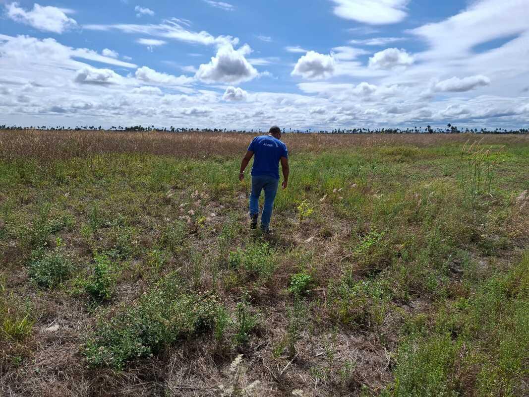 Vazio sanitário da soja está em vigor em Roraima até 18 de março