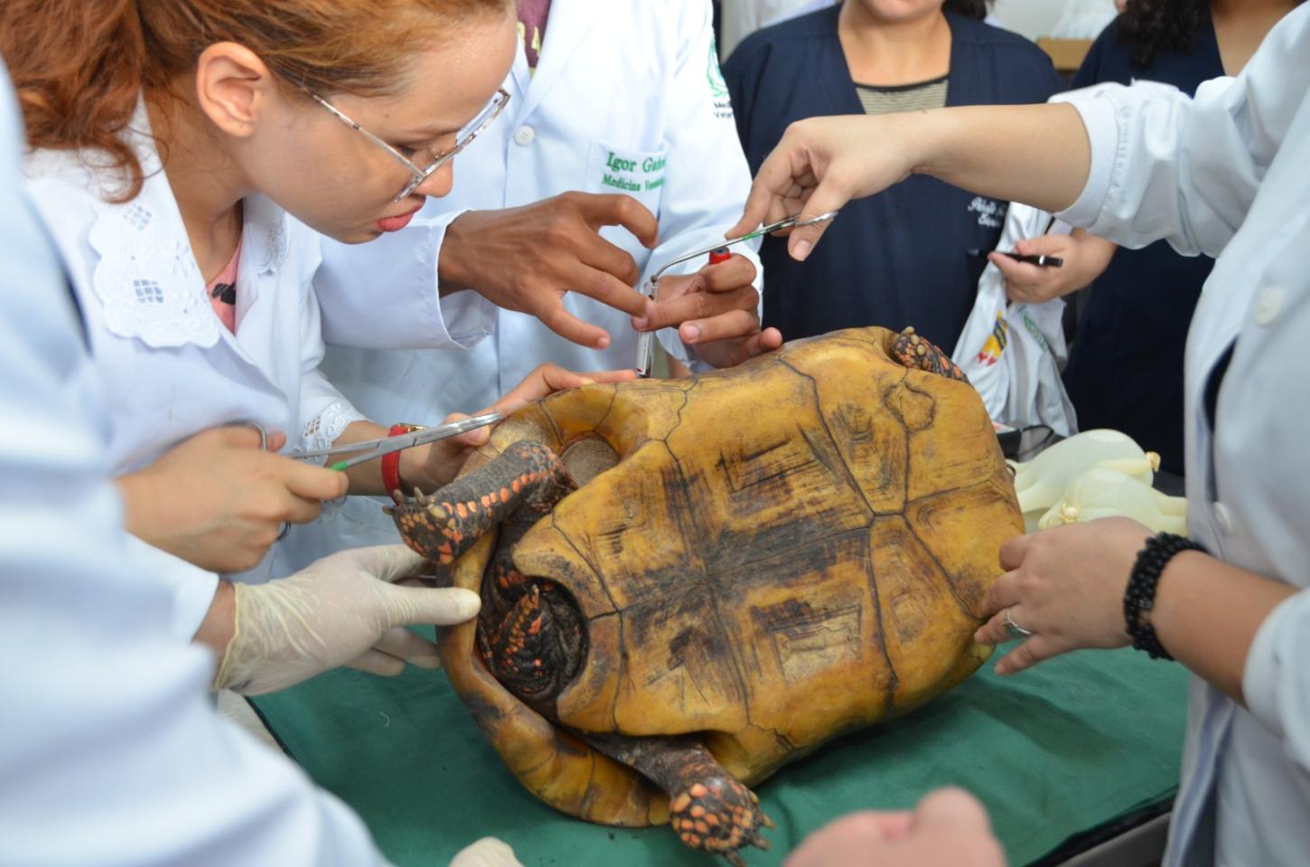 Inscrições na residência em Medicina Veterinária seguem até 2 de fevereiro