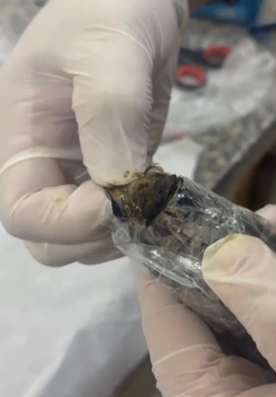 Polícia Civil apreende pela primeira vez droga do tipo “dry” em Roraima