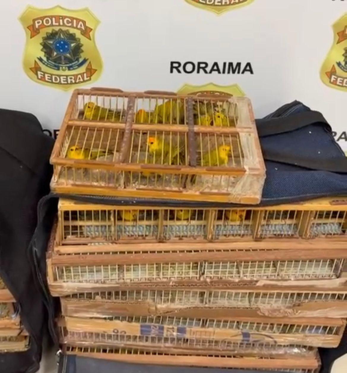 Polícia Federal flagra transporte ilegal de 350 aves silvestres em Roraima