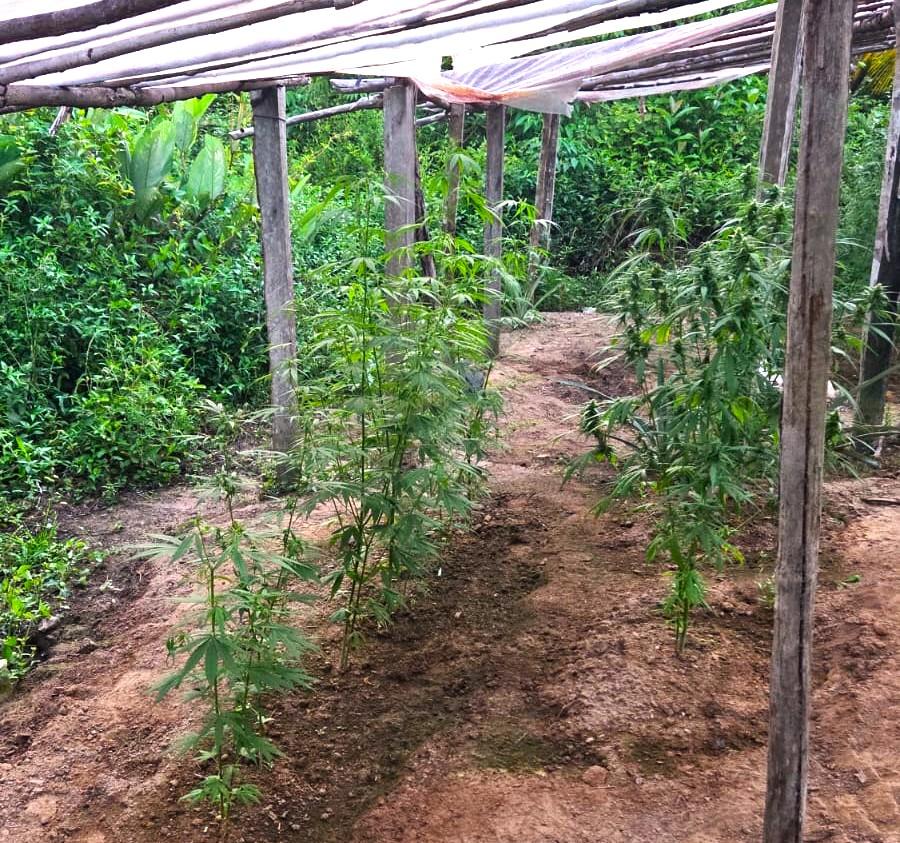 Polícia localiza plantação de maconha em sítio e prende suspeito com antecedentes por tráfico