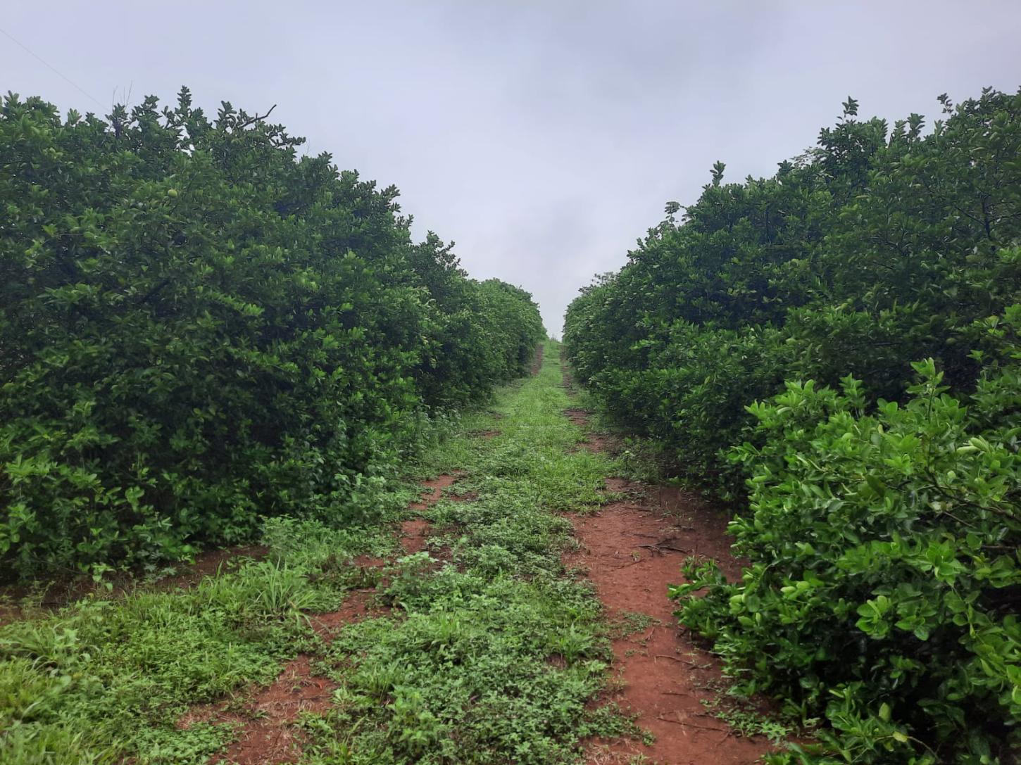 Roraima mantém status sanitário e segue sem registro da principal praga dos citros
