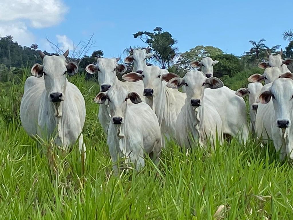 Roraima registra aumento de 231% na exportação de bovinos em 2025